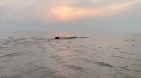 21小时救援成功！象山海域搁浅抹香鲸喷出水柱重回大海